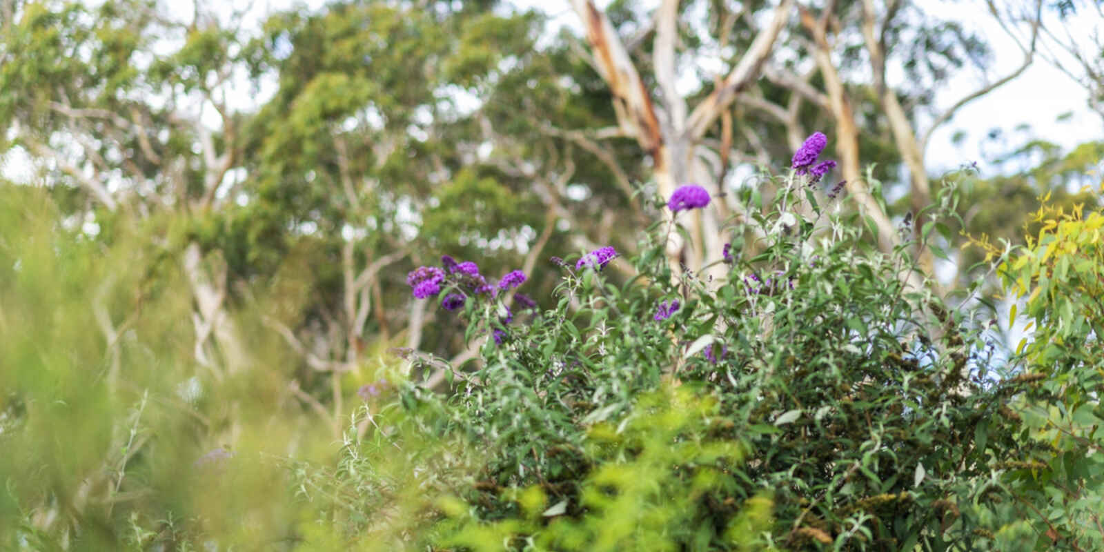 8 Wistringia Place Tallong Marulan 8 Wistringia Place Tallong Marulan