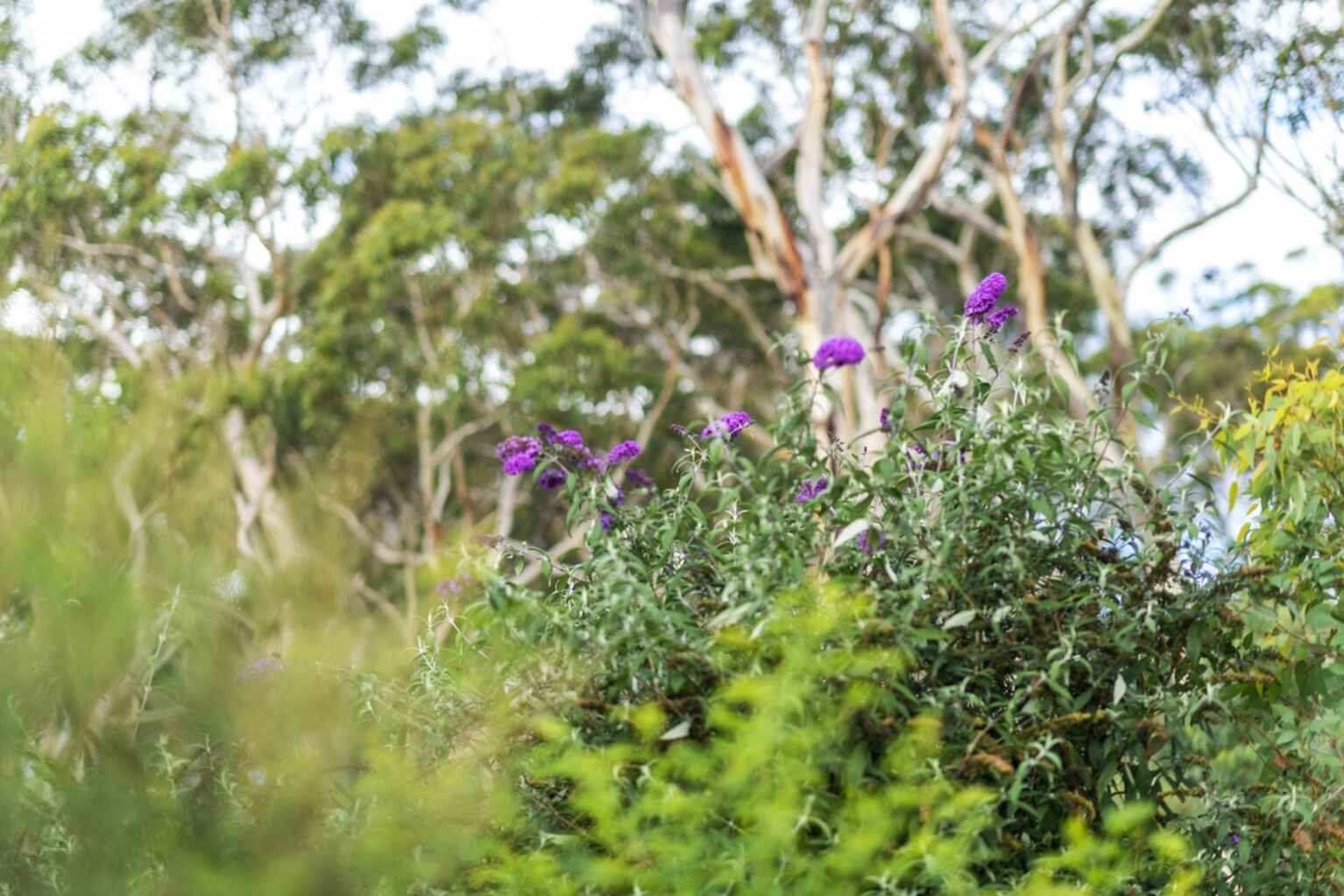 8 Wistringia Place Tallong Marulan 8 Wistringia Place Tallong Marulan