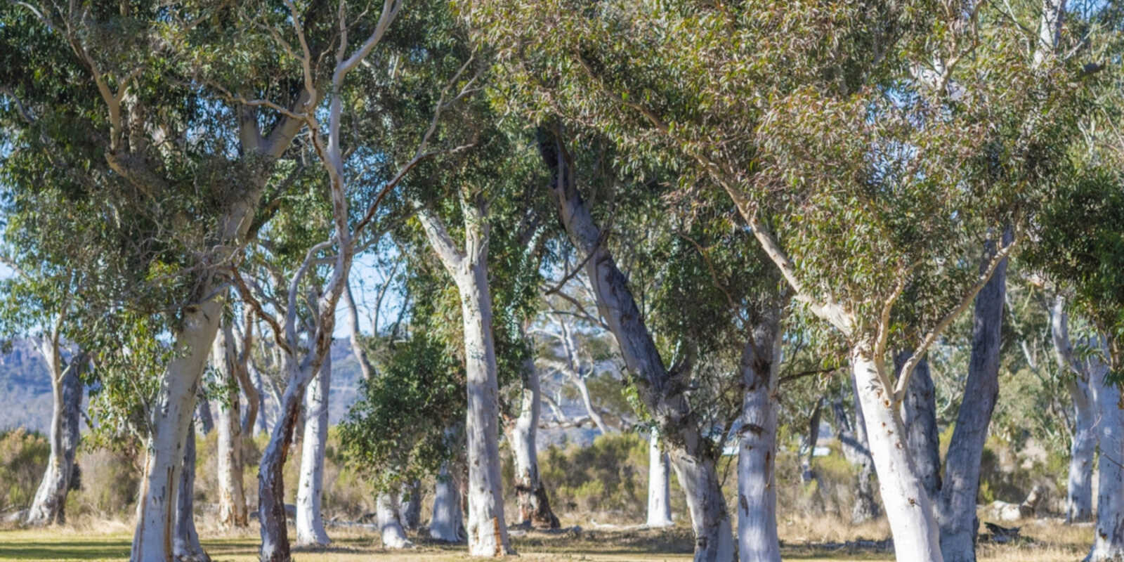 Goulburn Goulburn